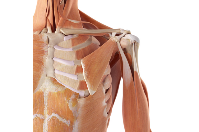 小胸筋や上腕二頭筋