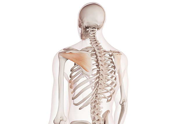 ローテーターカフ